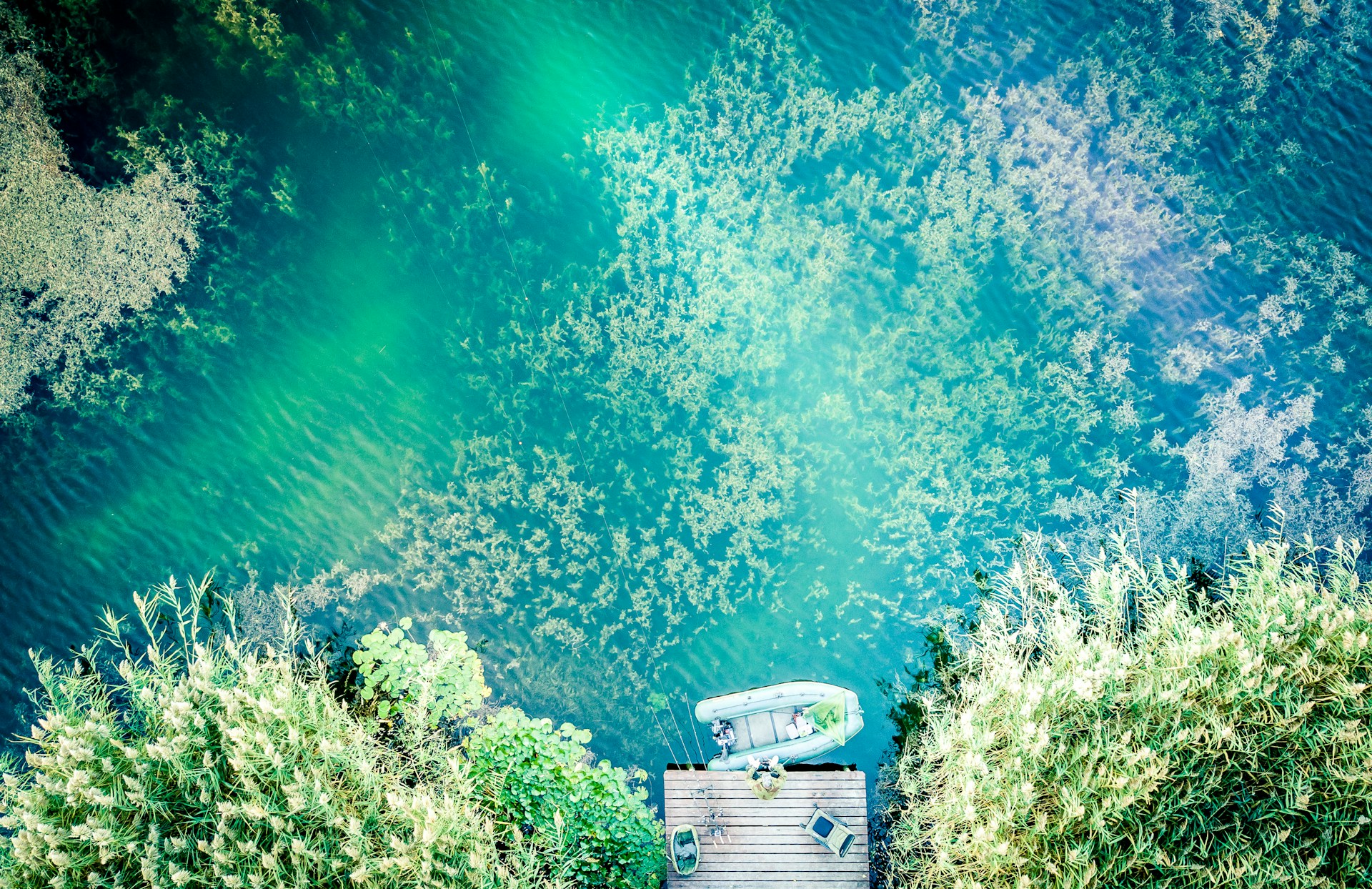 Tropical fish in blue water